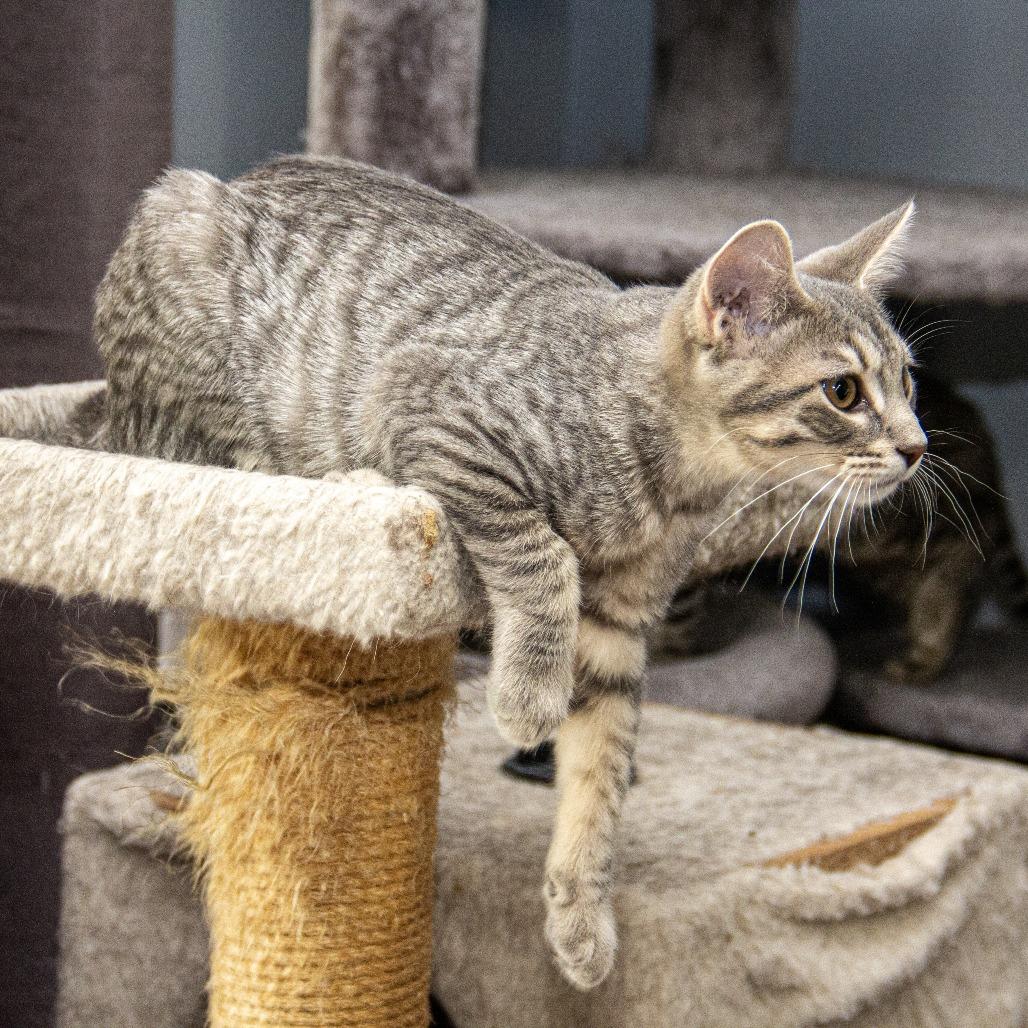 Enlarge Raleigh, a Adoptable Domestic Short Hair in Wichita, KS image 6/6