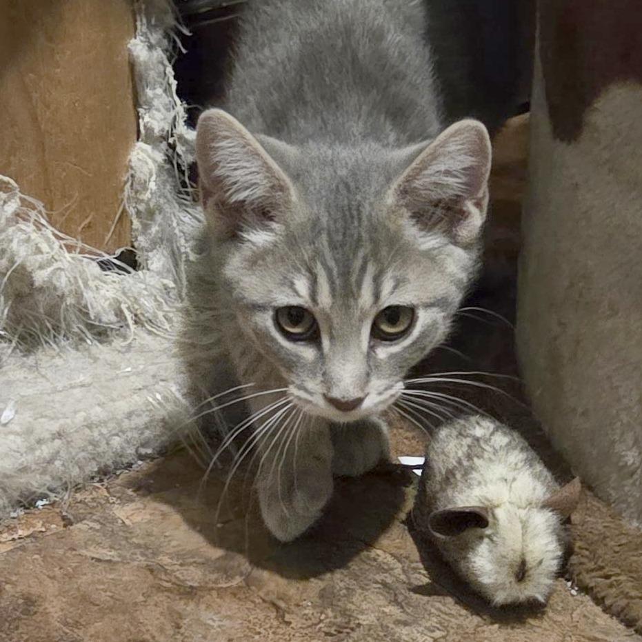 Raleigh, a Adoptable Domestic Short Hair in Wichita, KS image 4/6