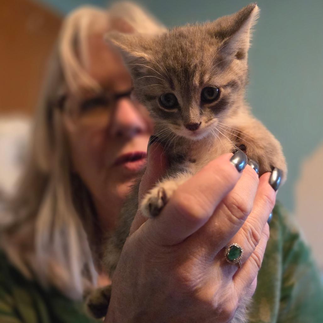 Raleigh, a Adoptable Domestic Short Hair in Wichita, KS image 5/6