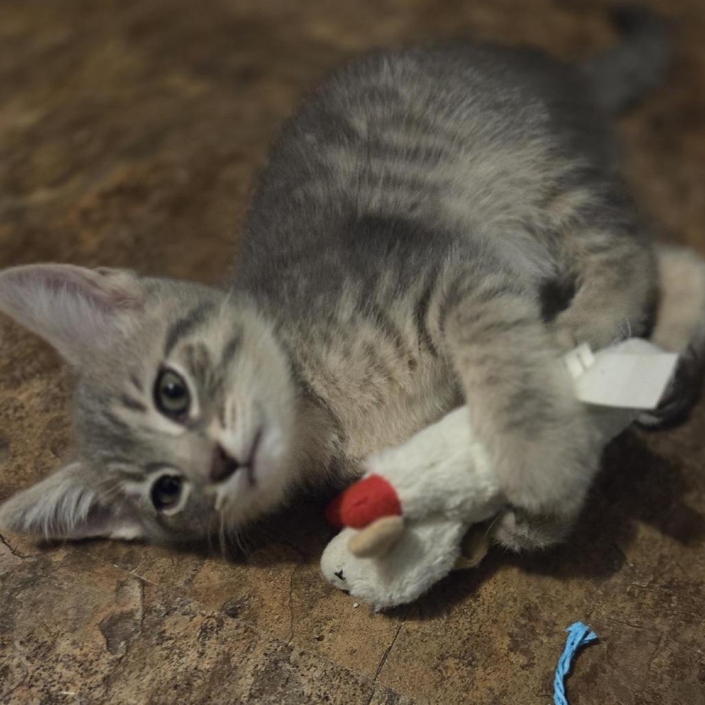 Raleigh, a Adoptable Domestic Short Hair in Wichita, KS image 6/6