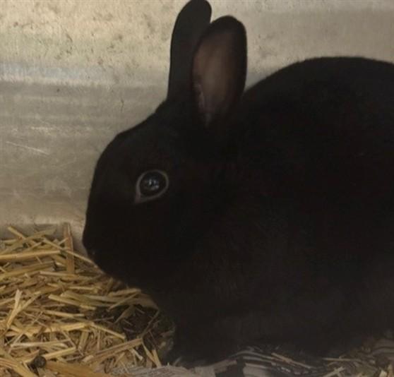 OREGANO, Adoptable, Adult Male Bunny Rabbit.