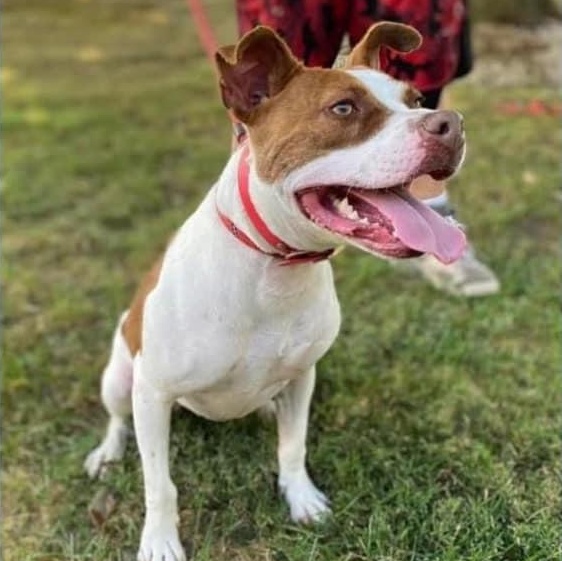Honey, Adoptable, Young Female Pit Bull Terrier.
