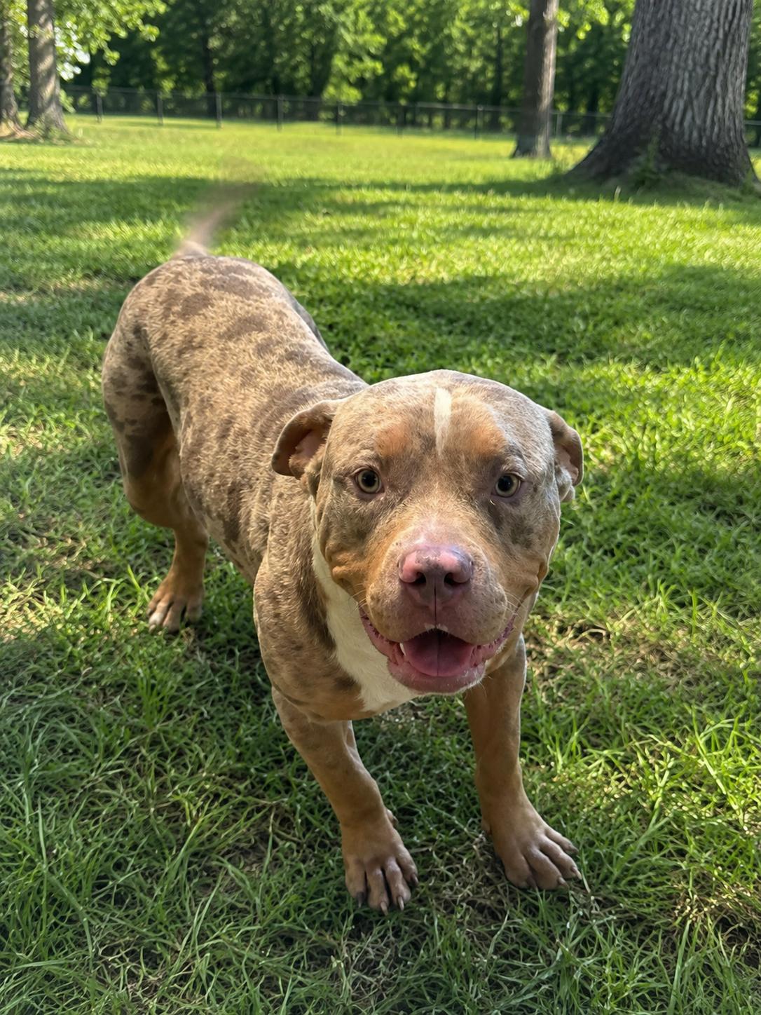 Moe, Adoptable, Young Male Pit Bull Terrier.