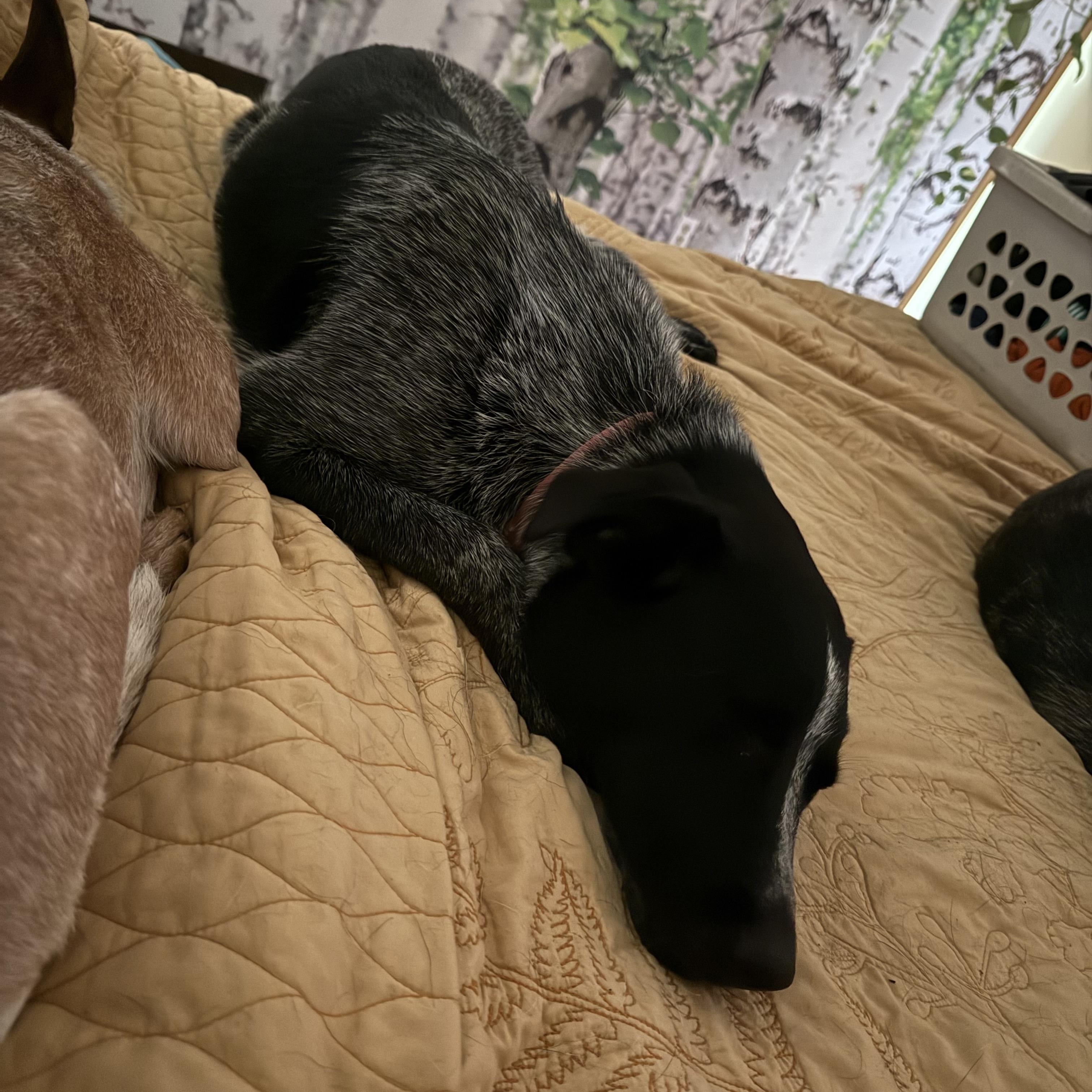 Enlarge Wren, a Adopted mixed breed in Folkston, GA image 3/5
