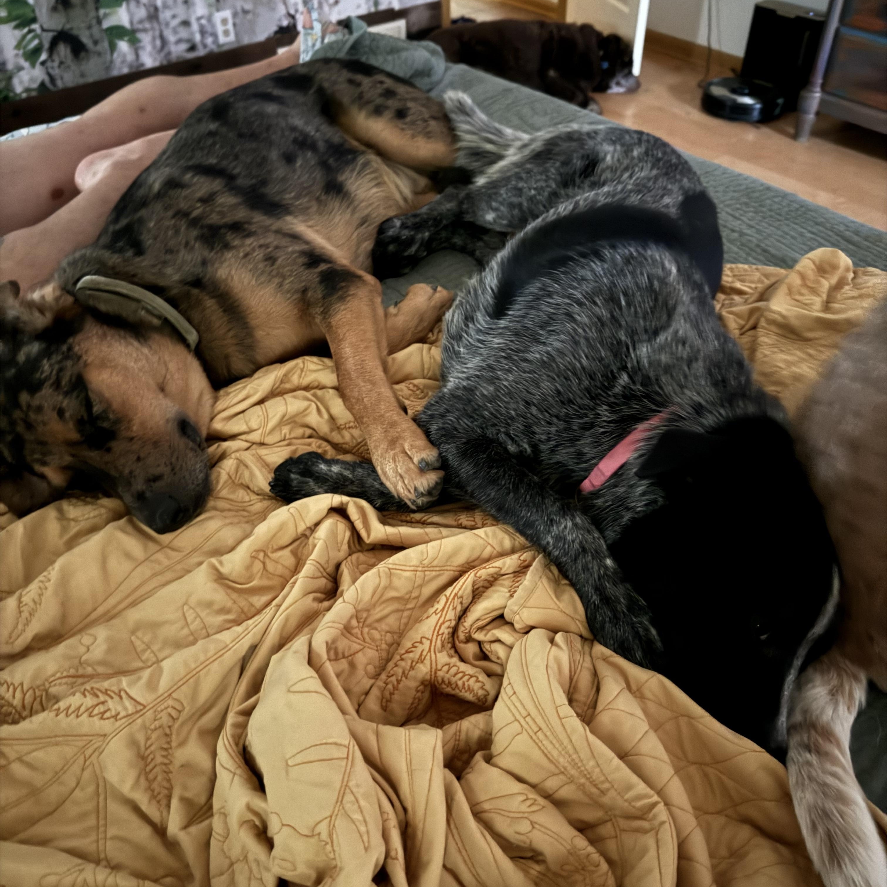 Enlarge Wren, a Adopted mixed breed in Folkston, GA image 4/5