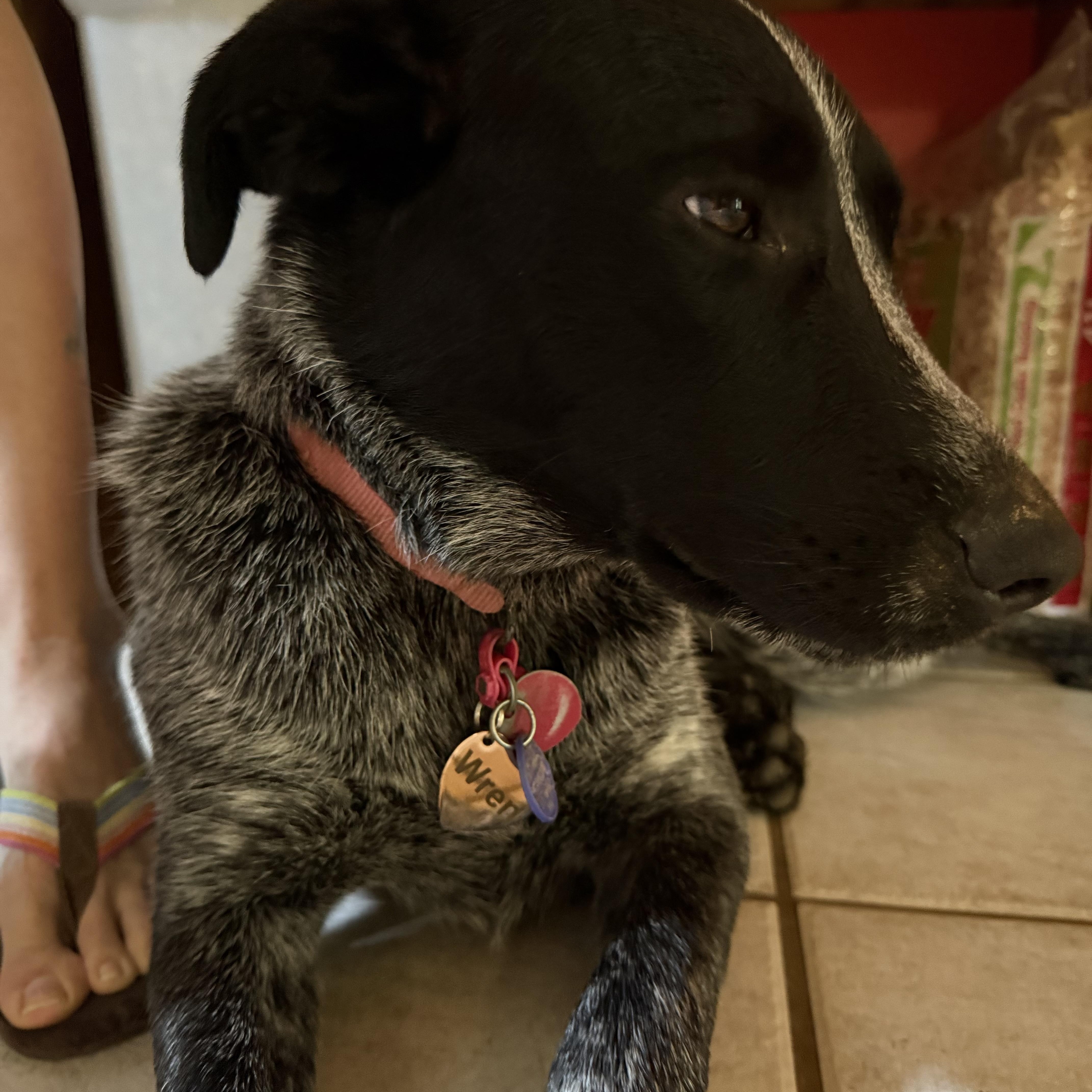 Enlarge Wren, a Adopted mixed breed in Folkston, GA image 2/5