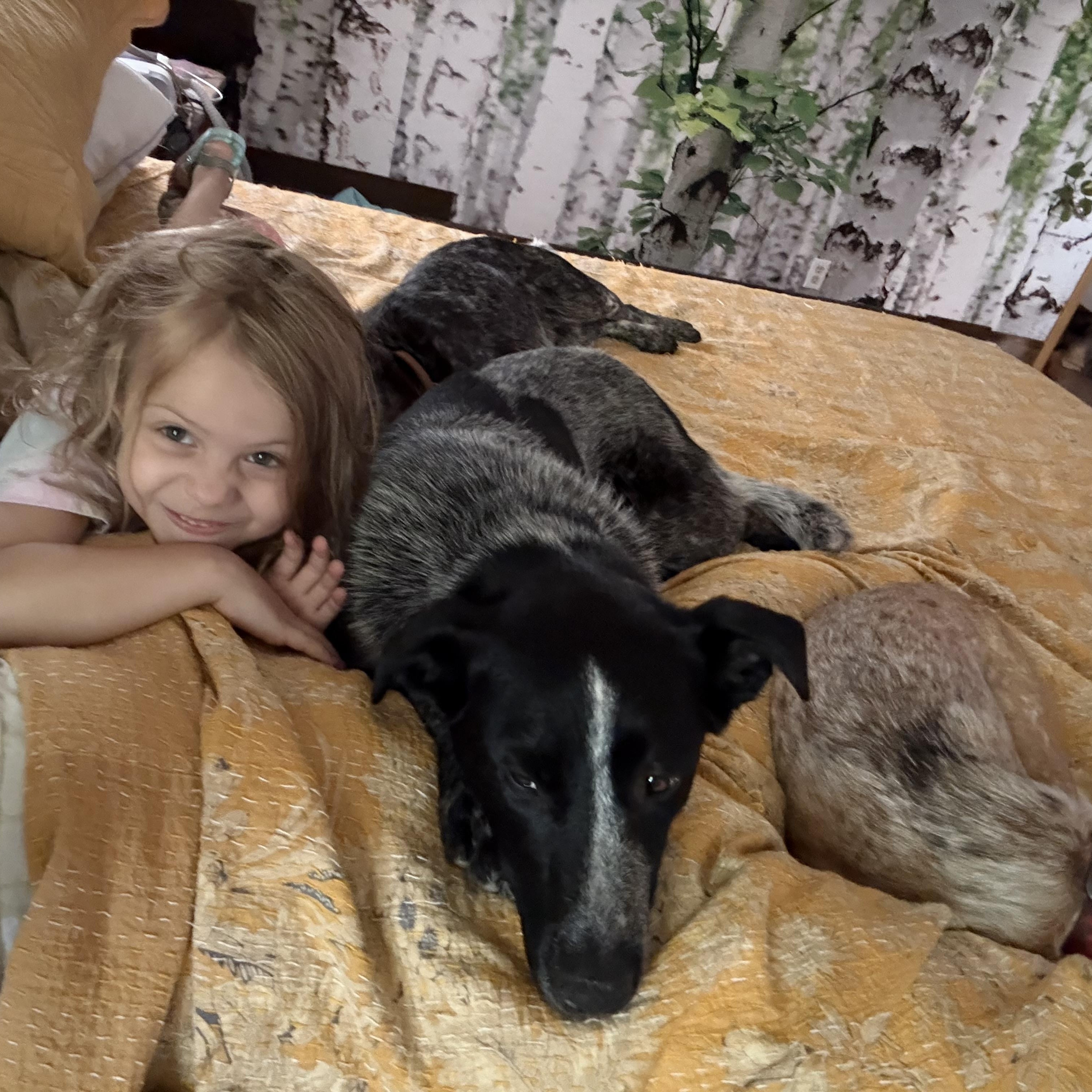 Enlarge Wren, a Adopted mixed breed in Folkston, GA image 5/5