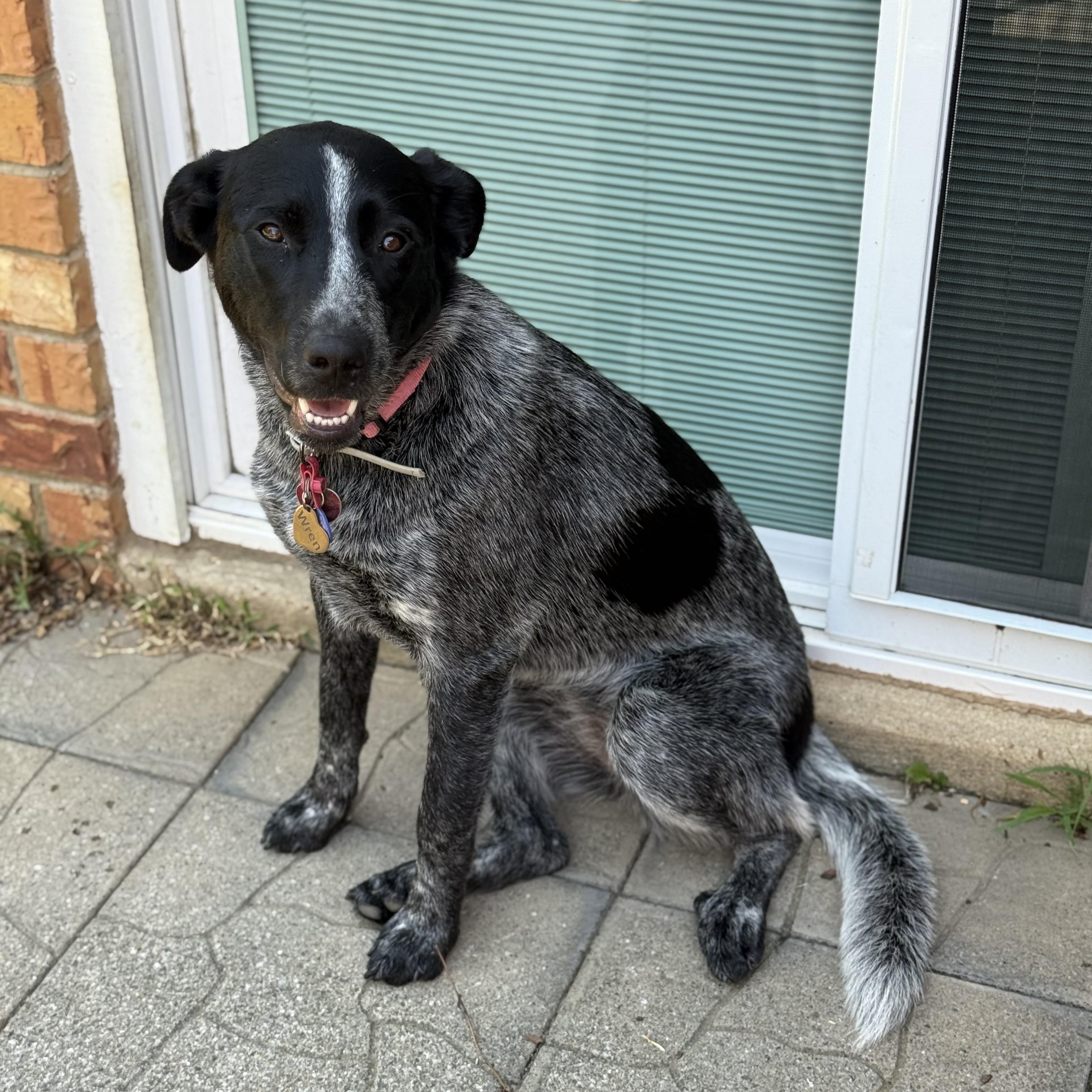 Wren, Young Female Australian Cattle Dog / Blue Heeler