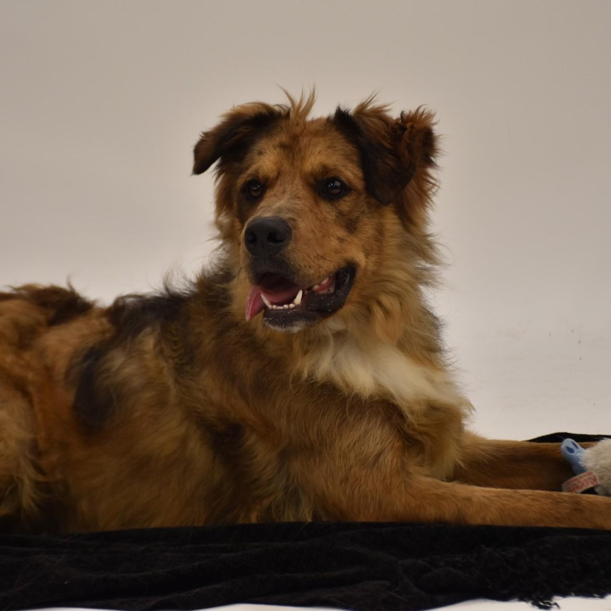 Enlarge Nash - available for a meet and greet, an adopted mixed breed in Sandy Hook, CT image 2/6