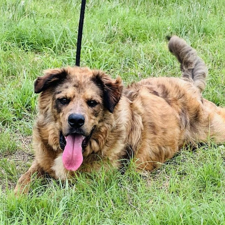 Enlarge Nash - available for a meet and greet, an adopted mixed breed in Sandy Hook, CT image 3/6