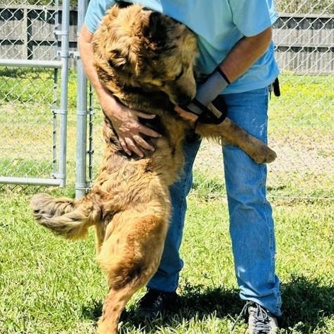 Enlarge Nash - available for a meet and greet, an adopted mixed breed in Sandy Hook, CT image 6/6