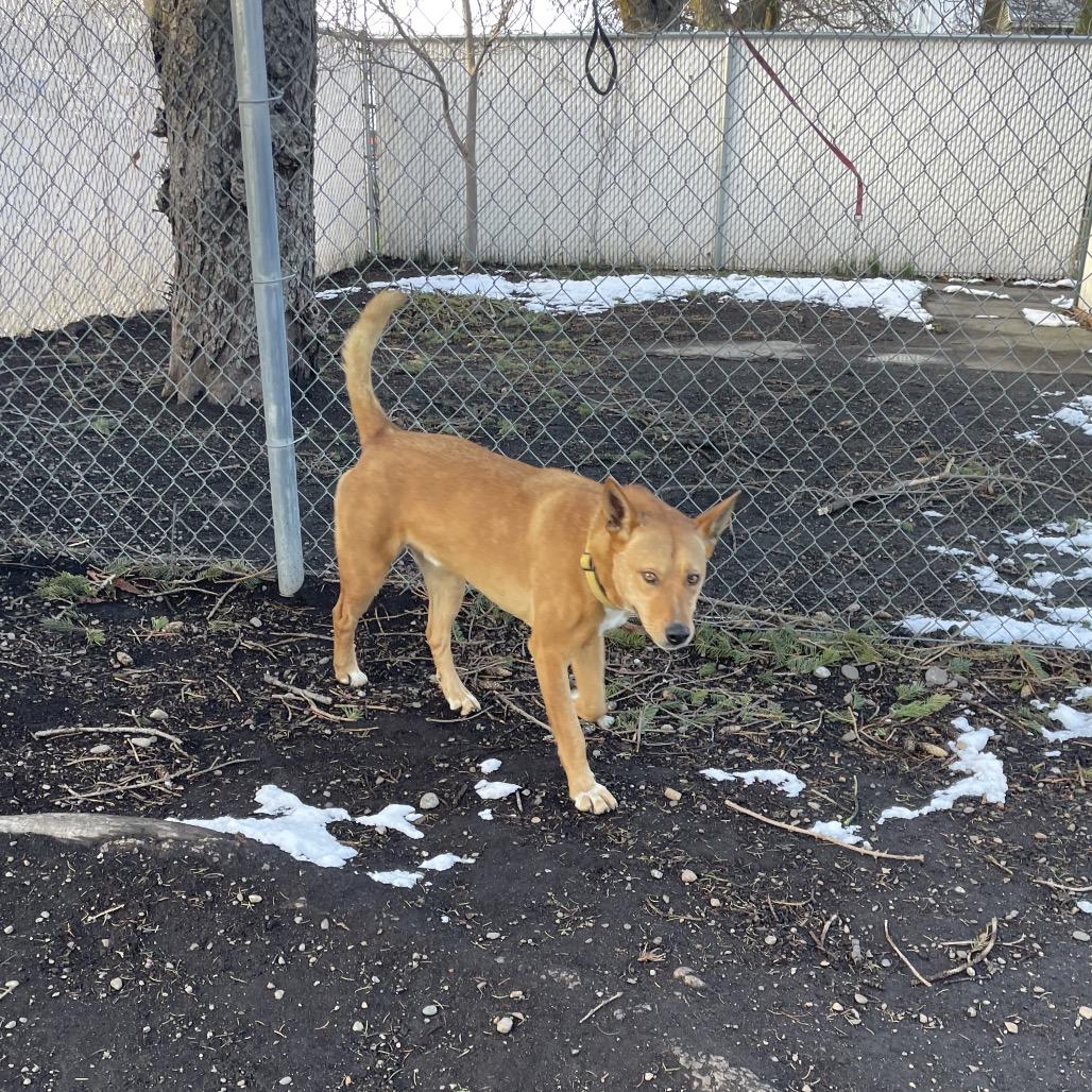 Enlarge Titan, a Adoptable mixed breed in Spokane, WA image 1/4