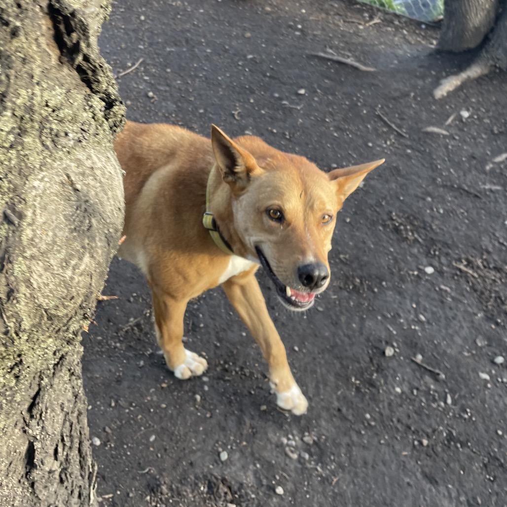 Enlarge Titan, a Adoptable mixed breed in Spokane, WA image 2/4