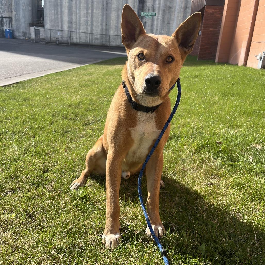 Enlarge Titan, a Adoptable mixed breed in Spokane, WA image 3/4