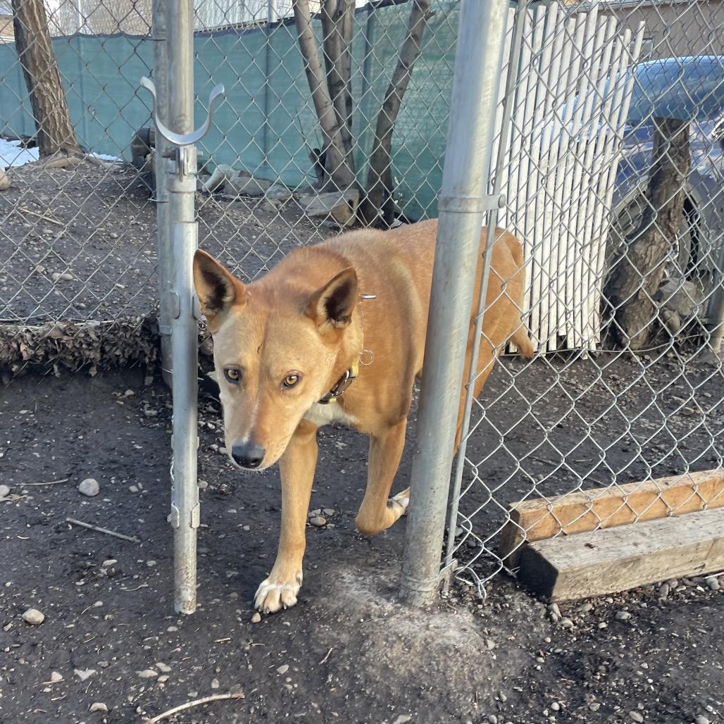 Enlarge Titan, a Adoptable mixed breed in Spokane, WA image 4/4