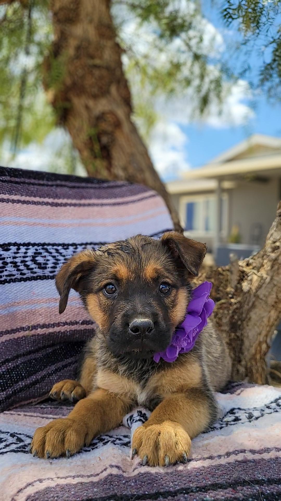 Chenille, a ADOPTABLE mixed breed in Anza, CA image 1/2