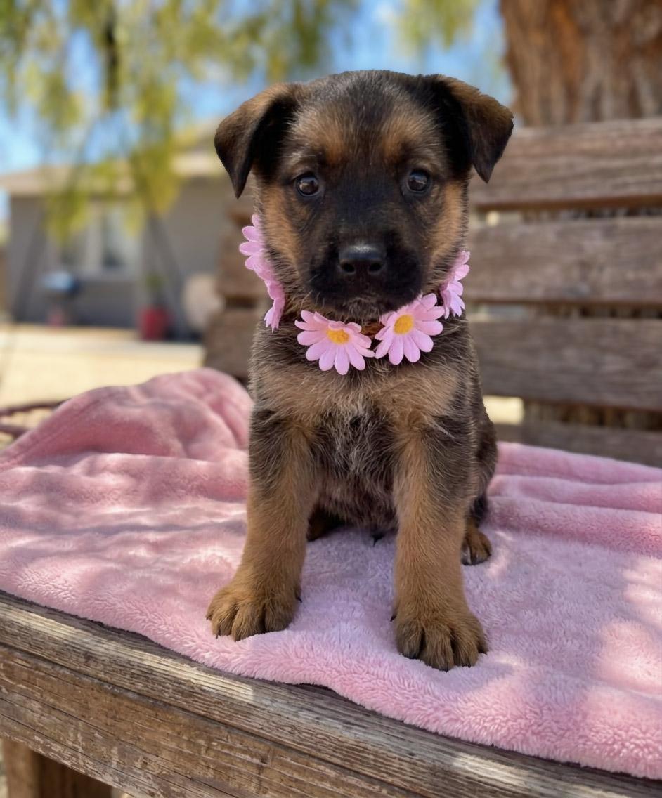 Chenille, a ADOPTABLE mixed breed in Anza, CA image 2/2