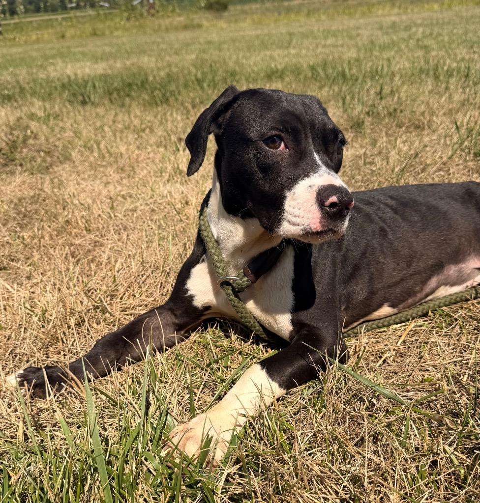 Enlarge Widget, a Adoptable mixed breed in Defiance, OH image 1/6