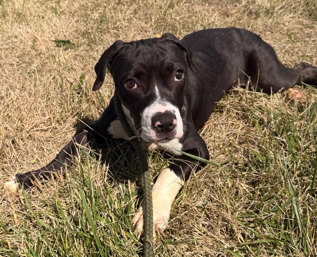 Enlarge Widget, a Adoptable mixed breed in Defiance, OH image 2/6