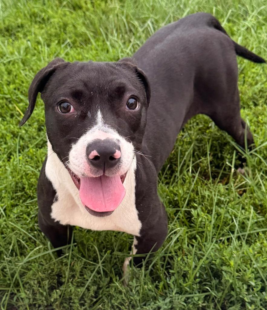 Enlarge Widget, a Adoptable mixed breed in Defiance, OH image 3/6