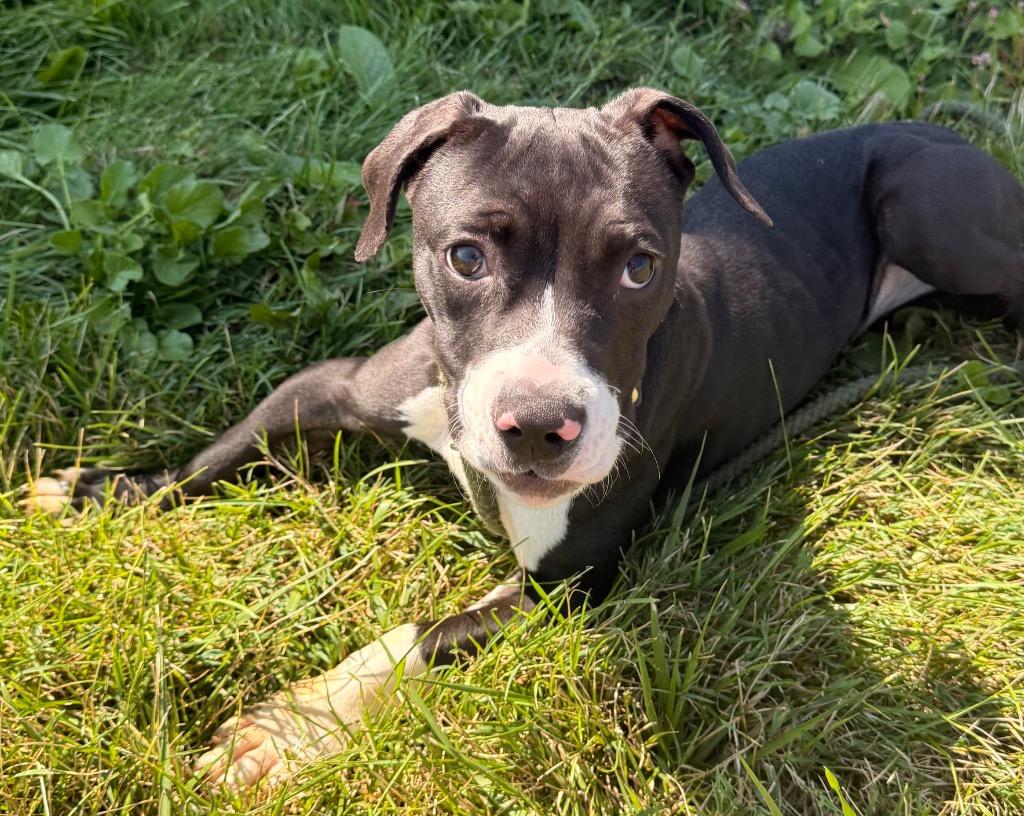 Enlarge Widget, a Adoptable mixed breed in Defiance, OH image 4/6