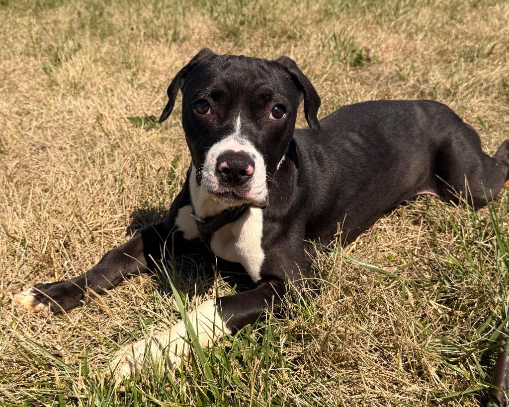 Enlarge Widget, a Adoptable mixed breed in Defiance, OH image 5/6