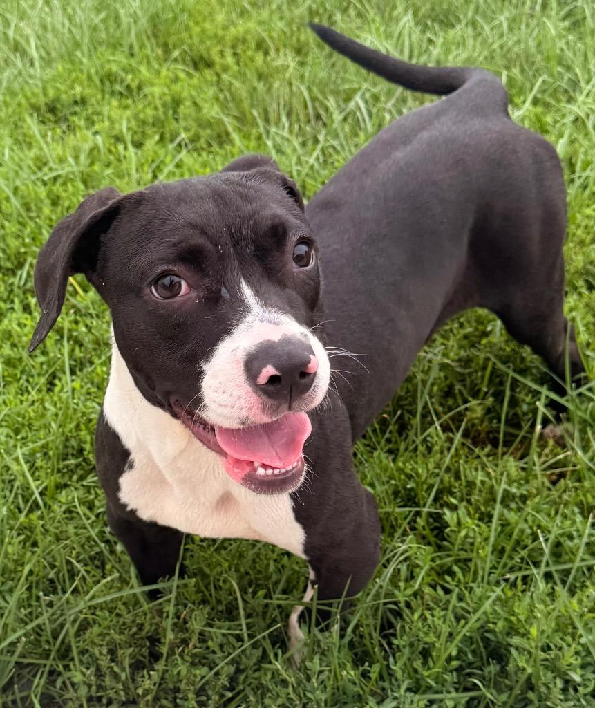 Enlarge Widget, a Adoptable mixed breed in Defiance, OH image 6/6