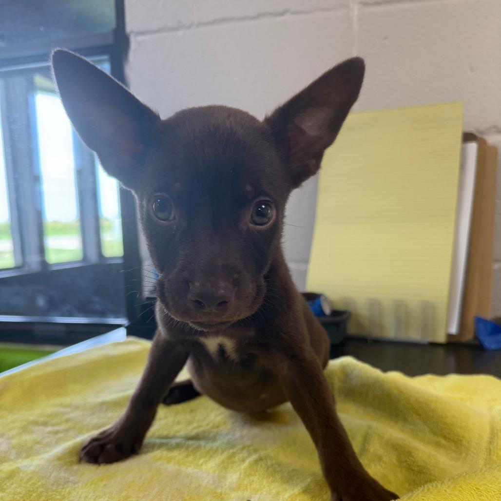 Tiger, Adoptable, Puppy Male Mixed Breed.