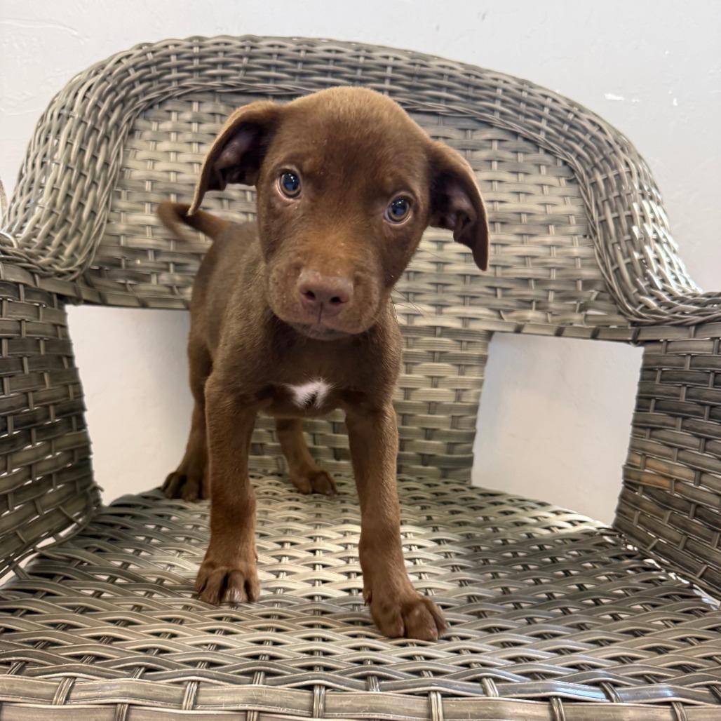 Tiger, a Adoptable Mixed Breed in Ponca City, OK image 2/2