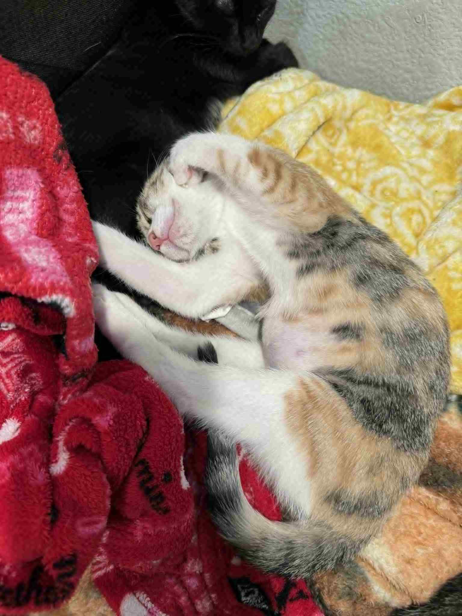 Enlarge Holly, a Adoptable Calico in Mansfield, TX image 1/1