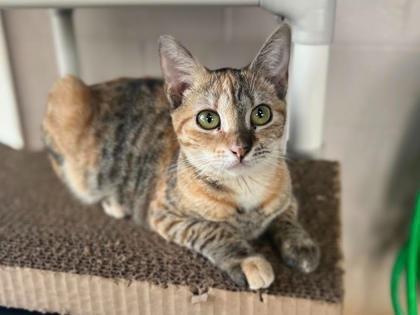 Enlarge Autumn - Sponsored by Brenda & Dr Patrick Spensley, a Adoptable mixed breed in Newberg, OR image 1/1