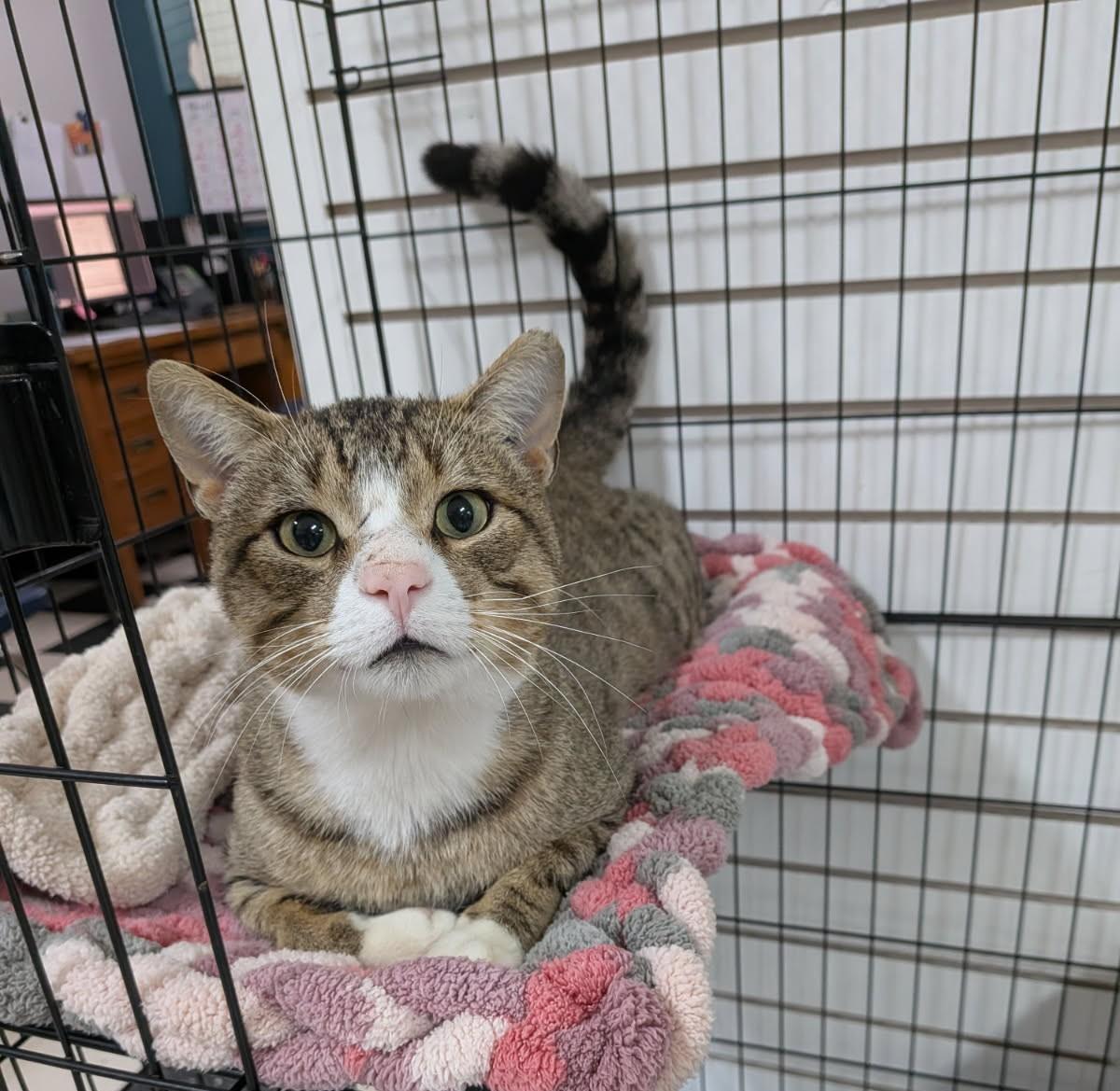 Enlarge Moochie, a Adoptable Domestic Short Hair in wetaskiwin, AB image 1/2