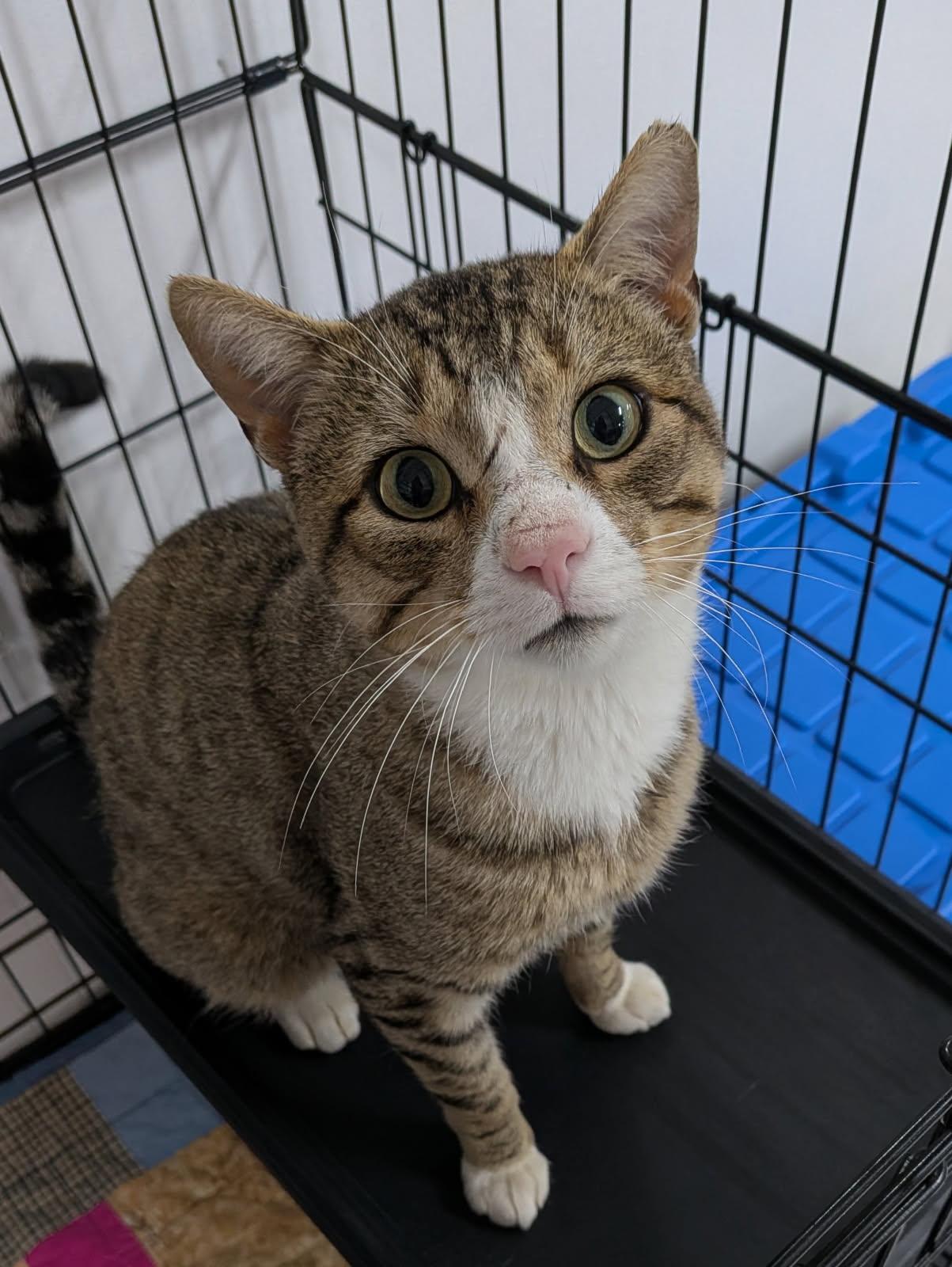Enlarge Moochie, a Adoptable Domestic Short Hair in wetaskiwin, AB image 2/2