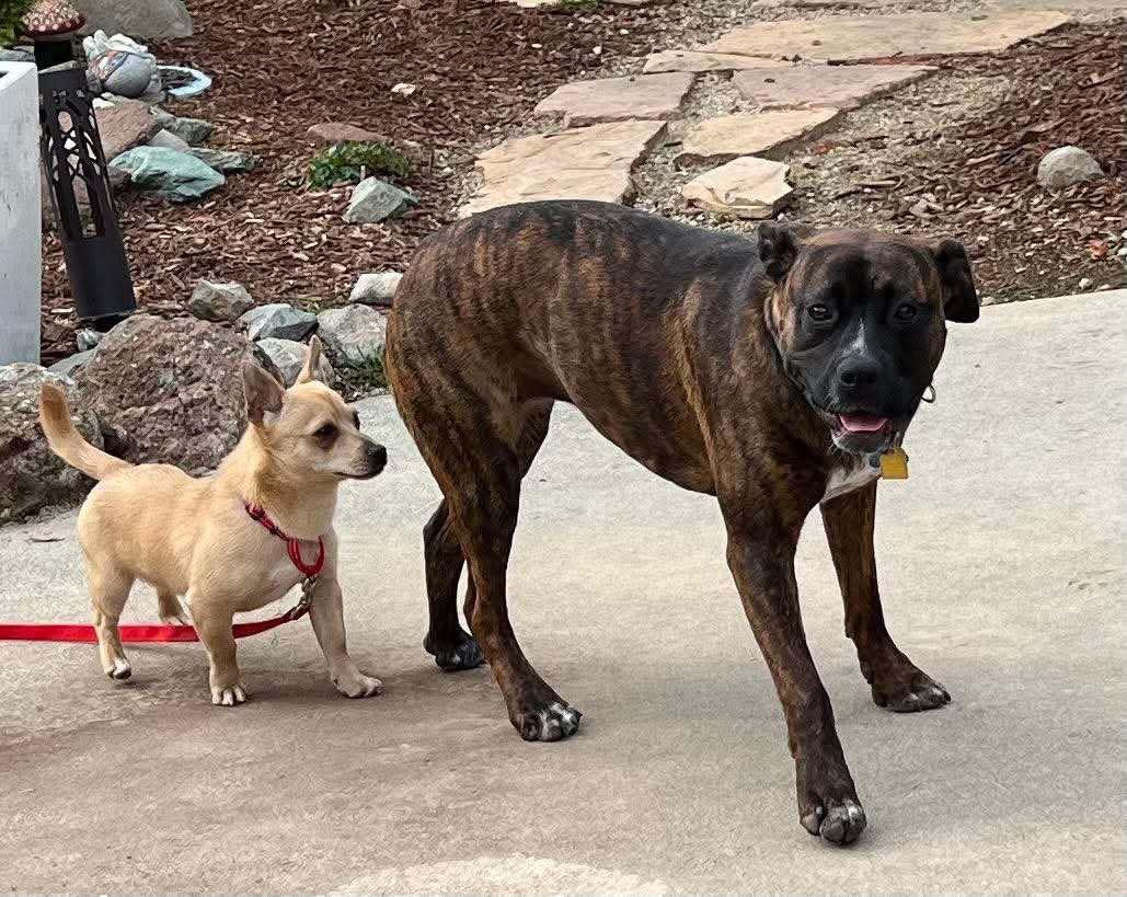 Enlarge London!, a Adoptable mixed breed in Roseville, CA image 5/6