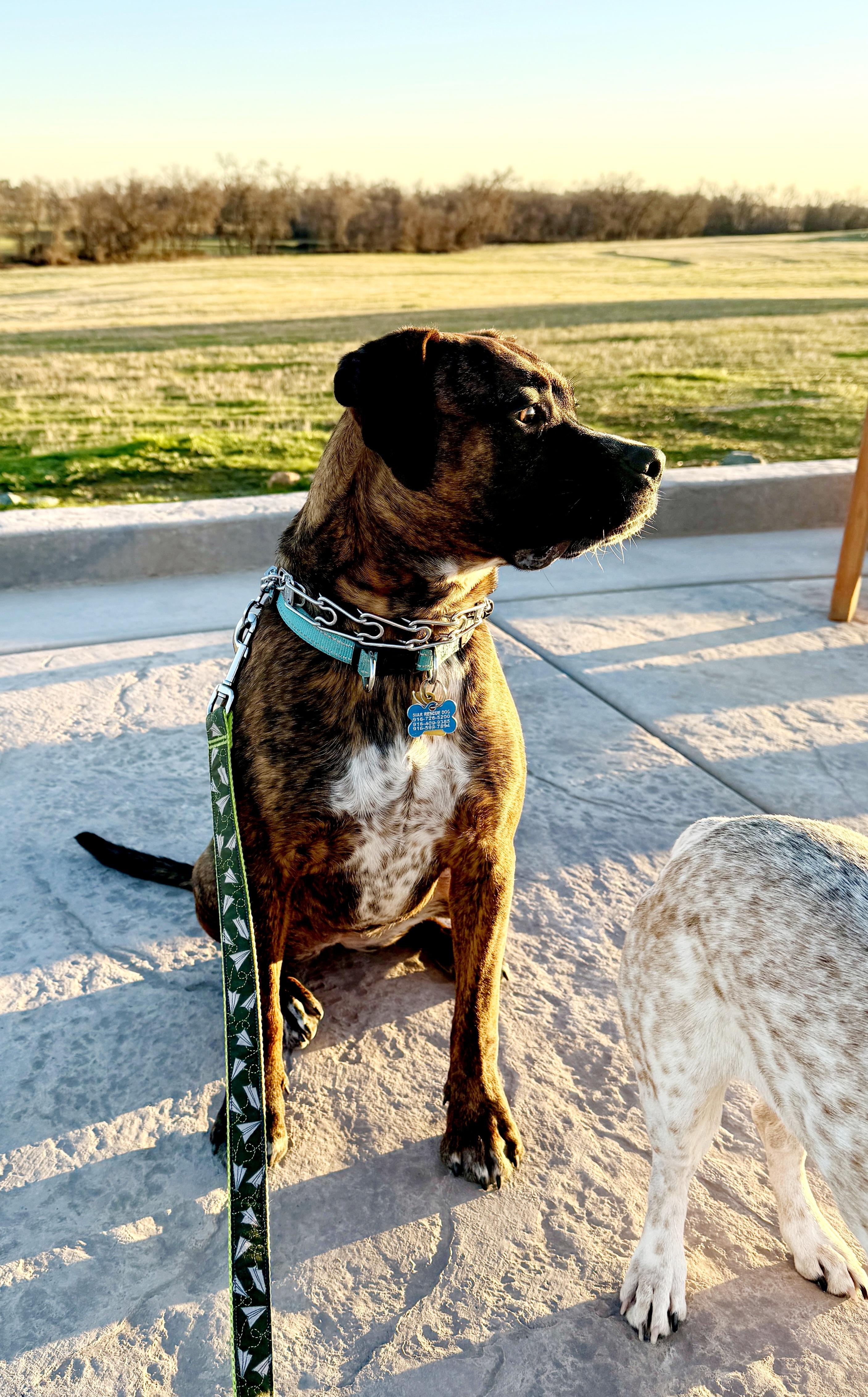 Enlarge London!, a Adoptable mixed breed in Roseville, CA image 2/6