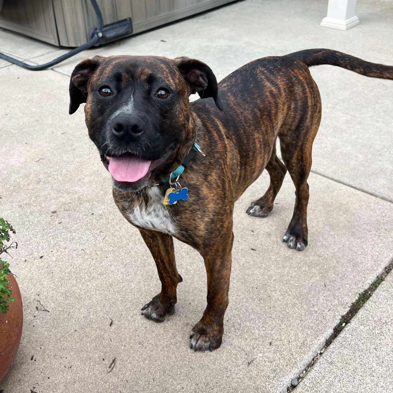 London!, Adoptable, Young Female Boxer & American Bulldog.