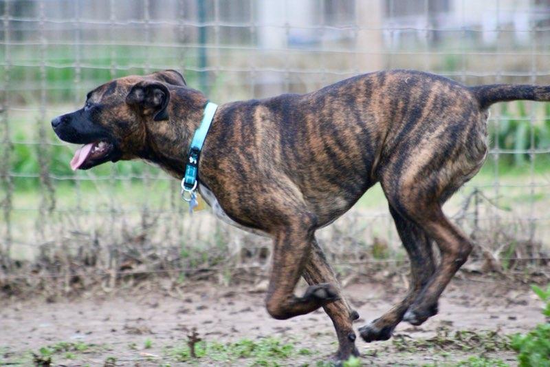 Enlarge London!, a Adoptable mixed breed in Roseville, CA image 4/6