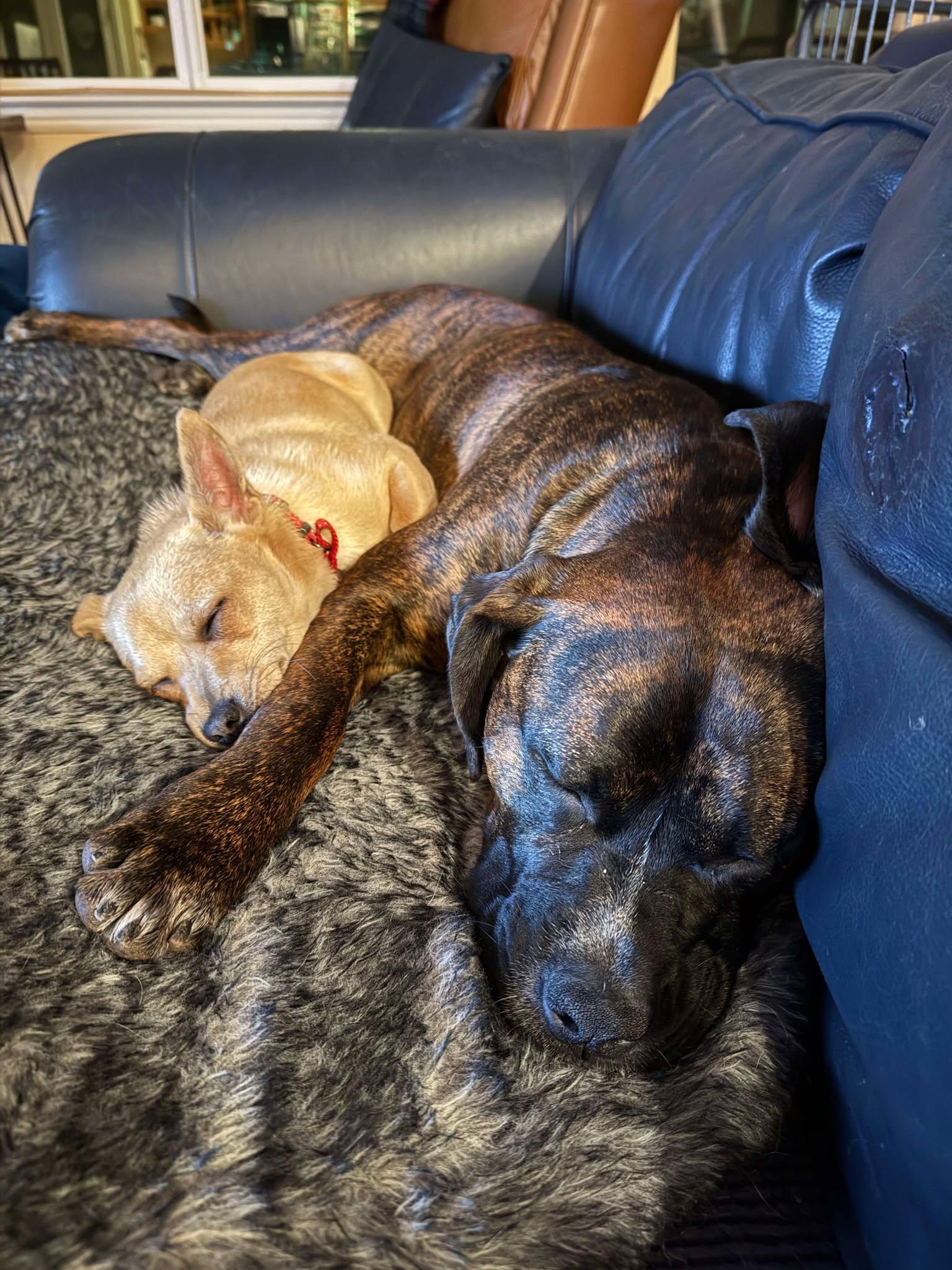 Enlarge London!, a Adoptable mixed breed in Roseville, CA image 3/6