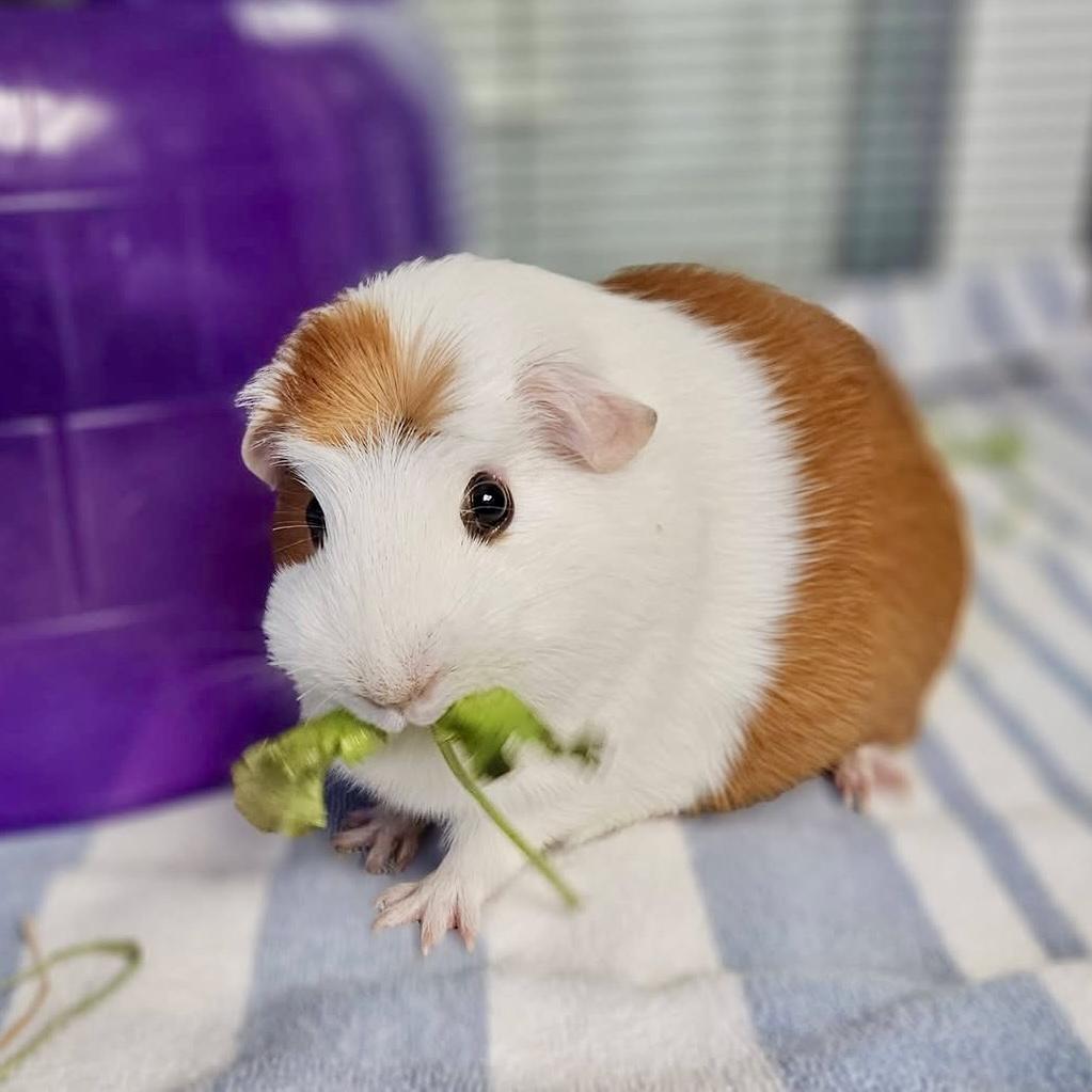 Red, Adopted, Young Female Guinea Pig.