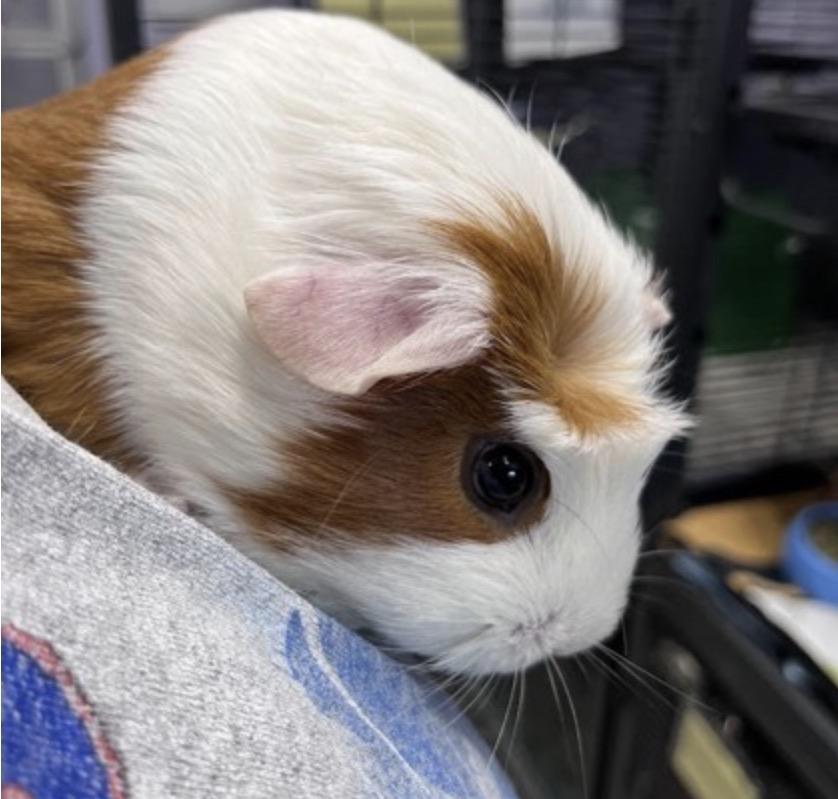 Enlarge Red, a Adopted Guinea Pig in Syracuse, NY image 2/3