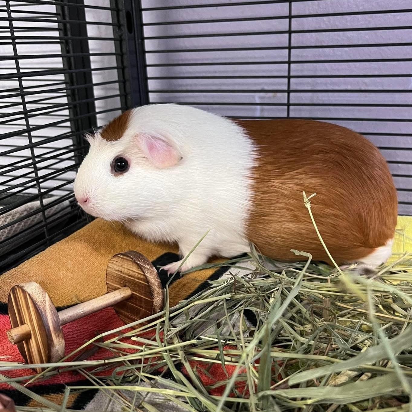 Enlarge Red, a Adopted Guinea Pig in Syracuse, NY image 3/3