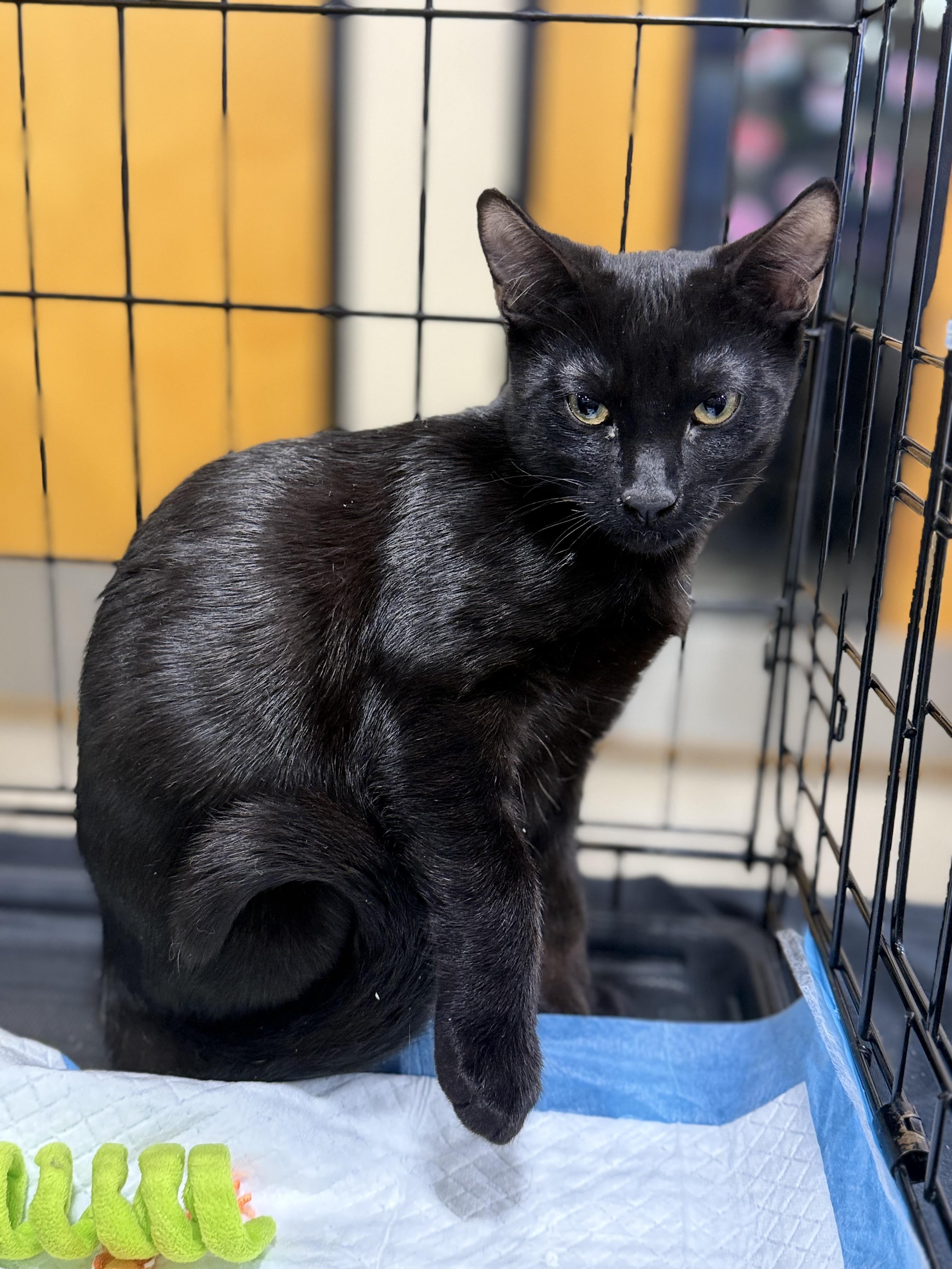 Enlarge Max & Trevor, a ADOPTABLE Domestic Short Hair in Walnut, CA image 3/5