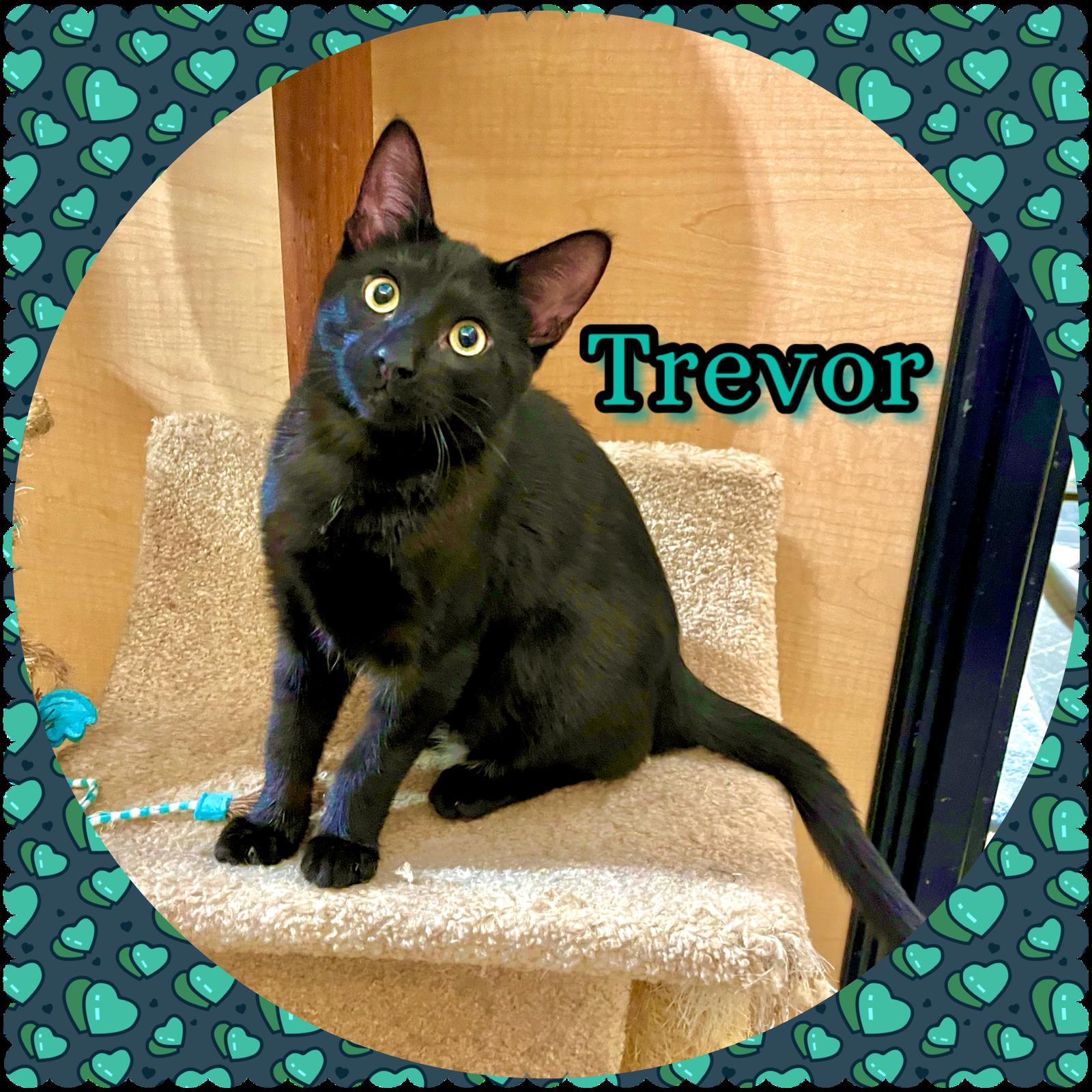 Enlarge Max & Trevor, a ADOPTABLE Domestic Short Hair in Walnut, CA image 2/5