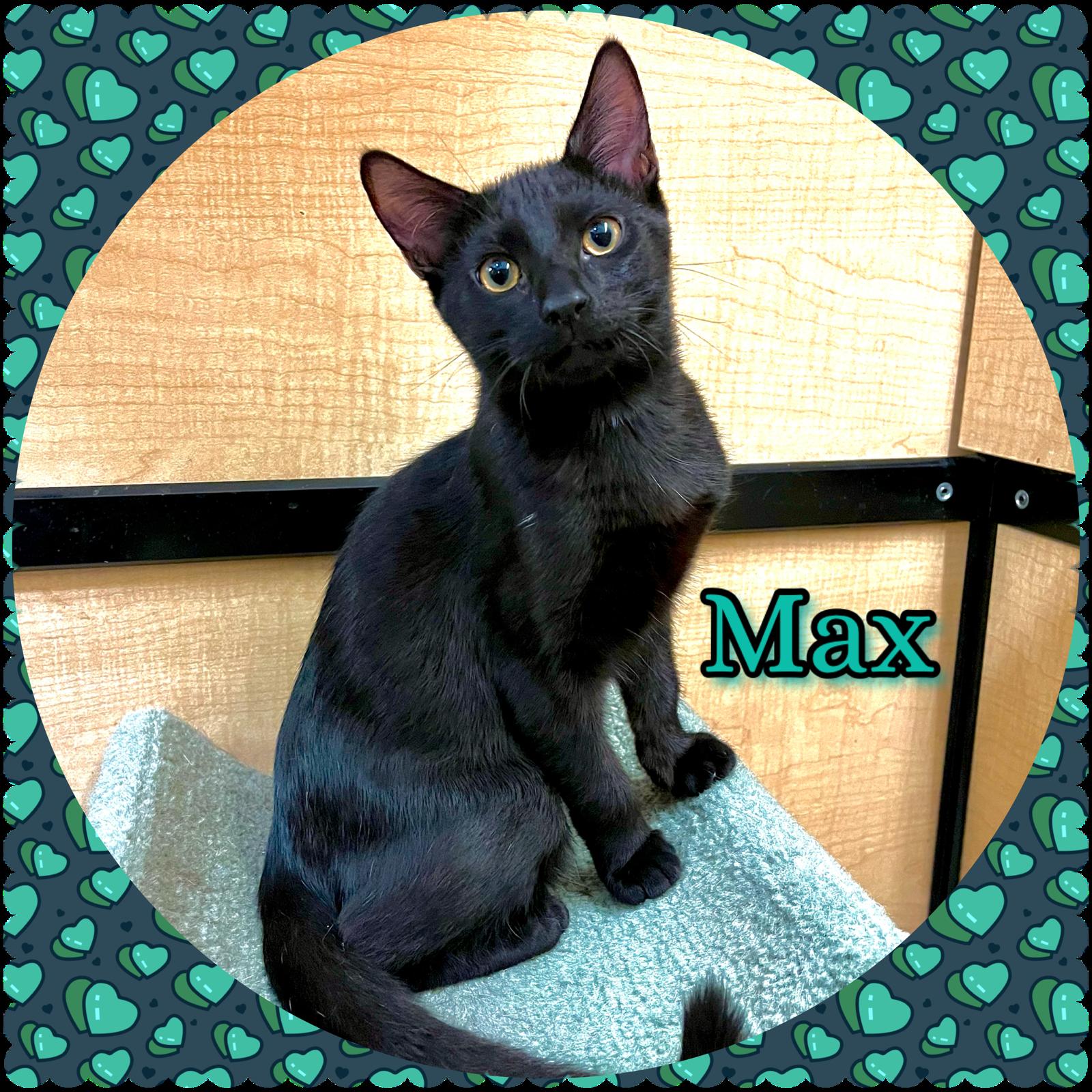 Enlarge Max & Trevor, a ADOPTABLE Domestic Short Hair in Walnut, CA image 1/5