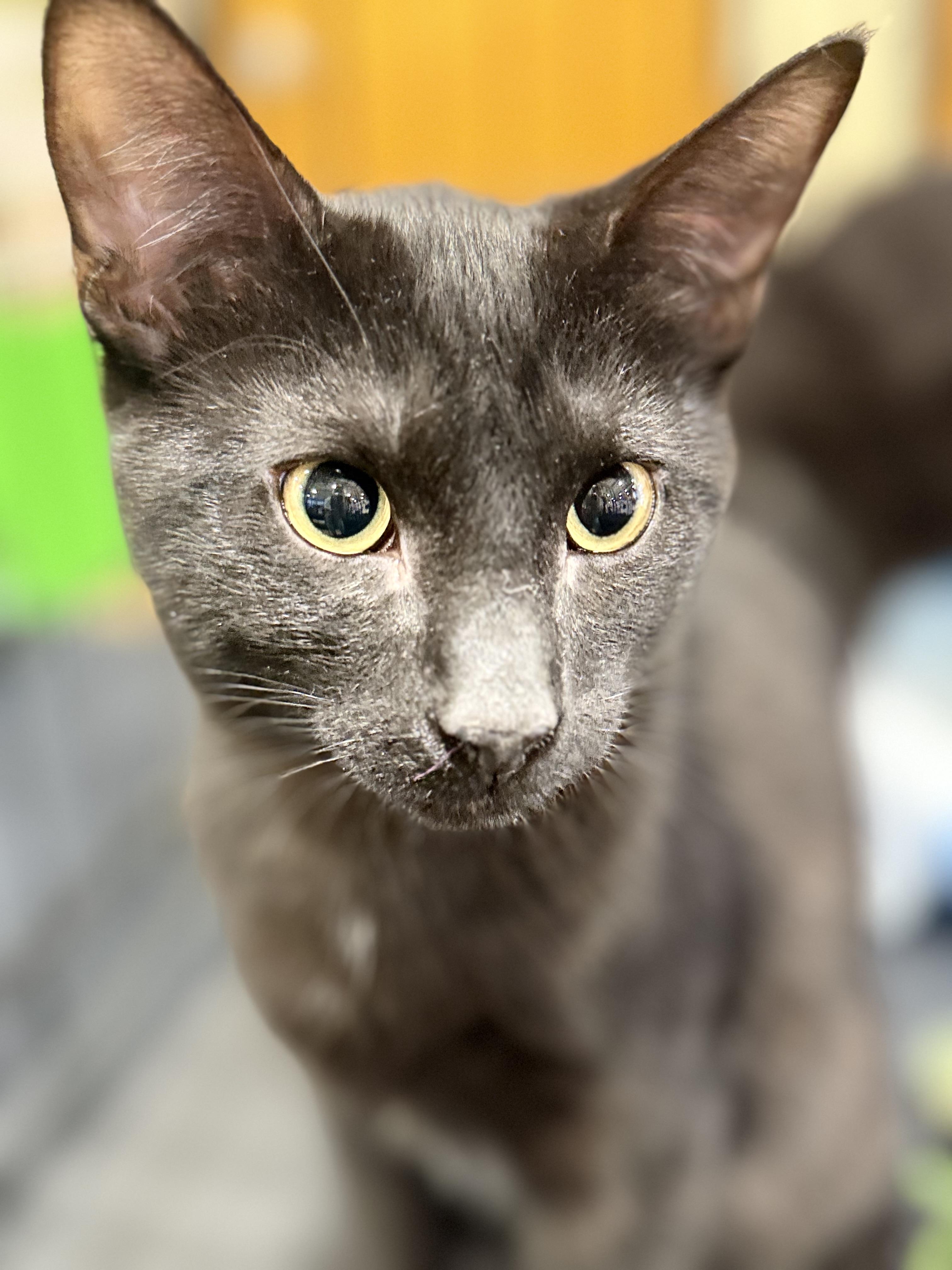 Enlarge Max & Trevor, a ADOPTABLE Domestic Short Hair in Walnut, CA image 4/5