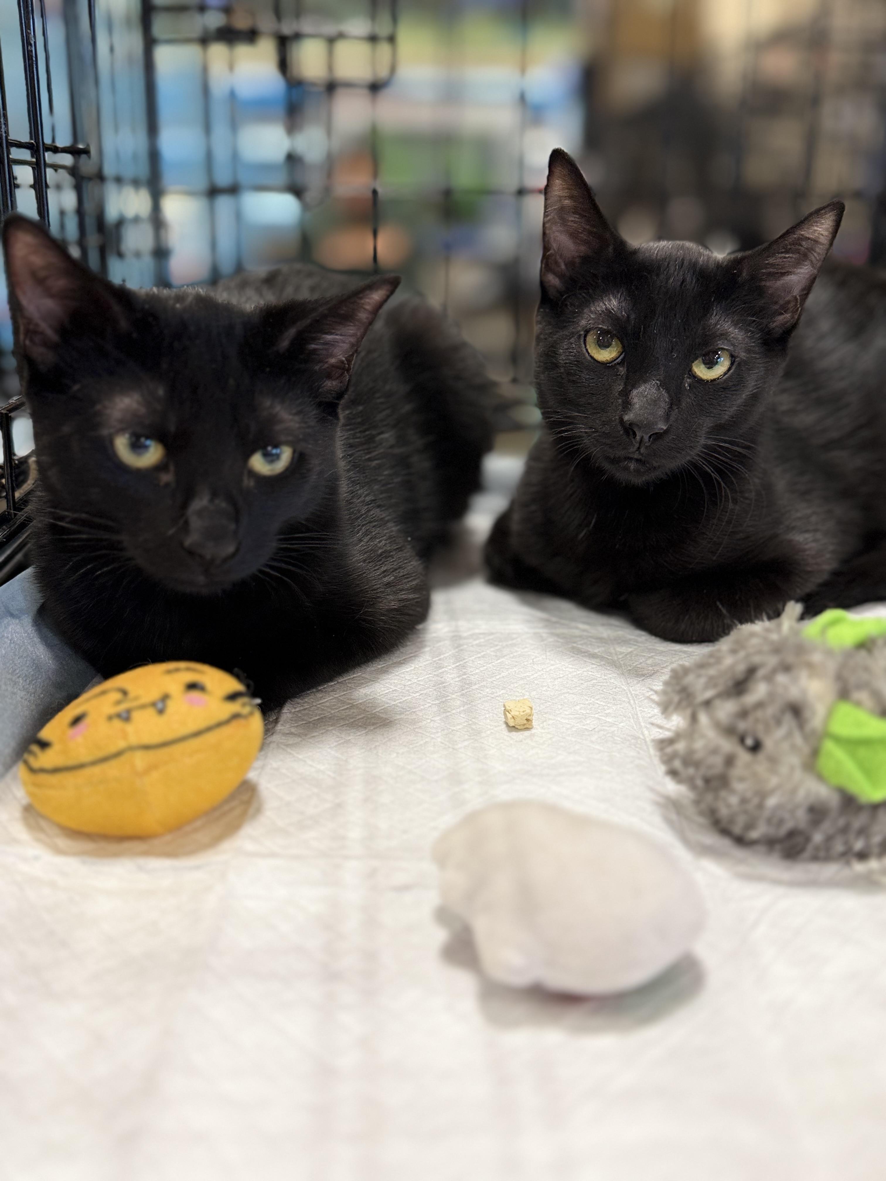 Enlarge Max & Trevor, a ADOPTABLE Domestic Short Hair in Walnut, CA image 5/5