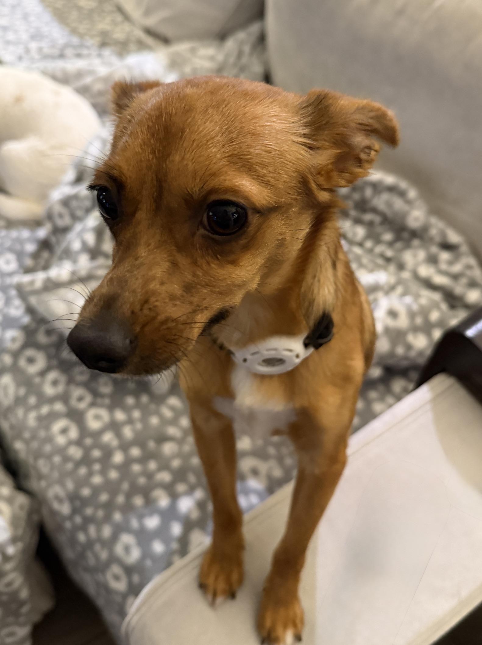 Enlarge Carlos, a ADOPTABLE mixed breed in Waxhaw, NC image 2/6