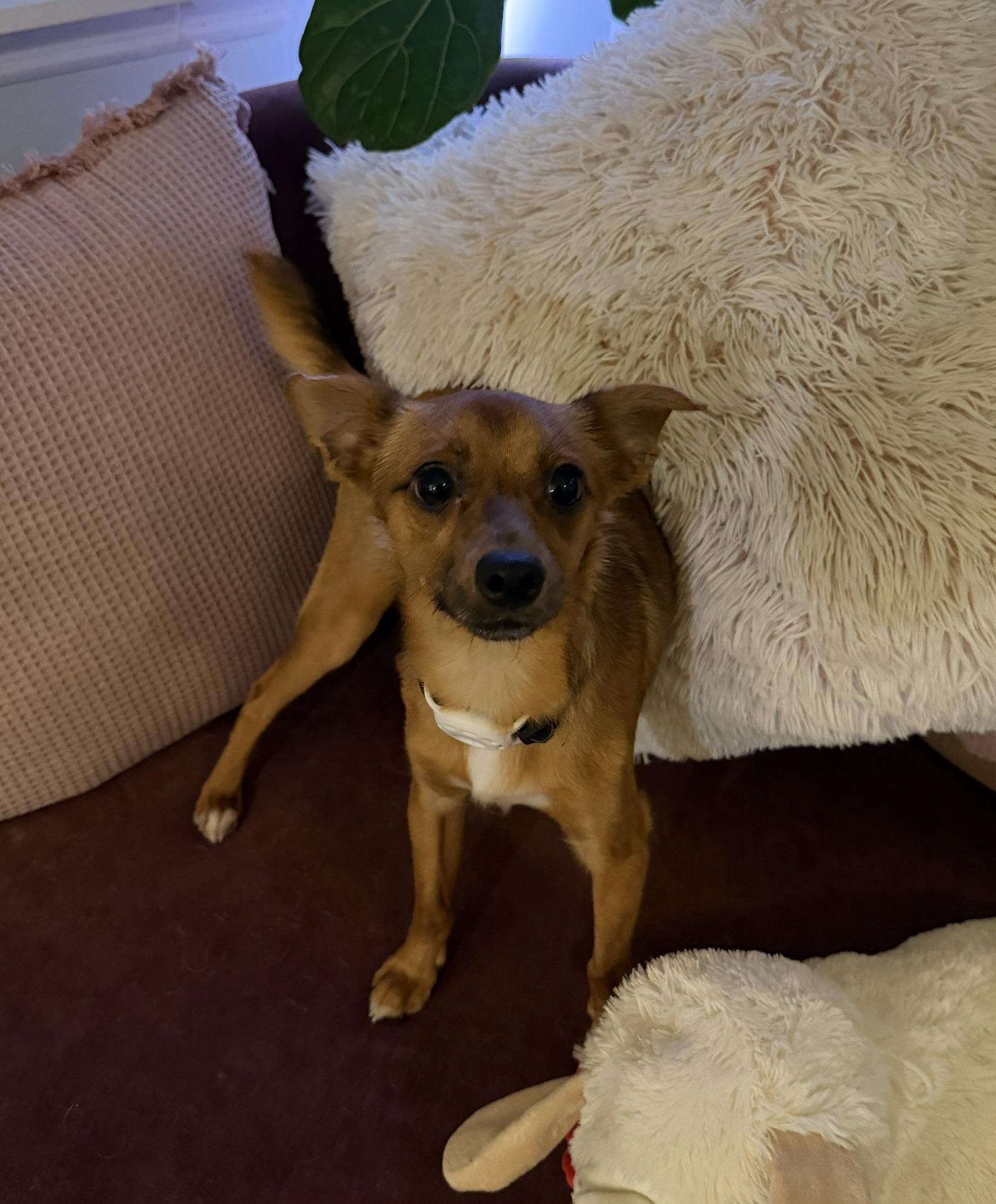 Enlarge Carlos, a ADOPTABLE mixed breed in Waxhaw, NC image 4/6