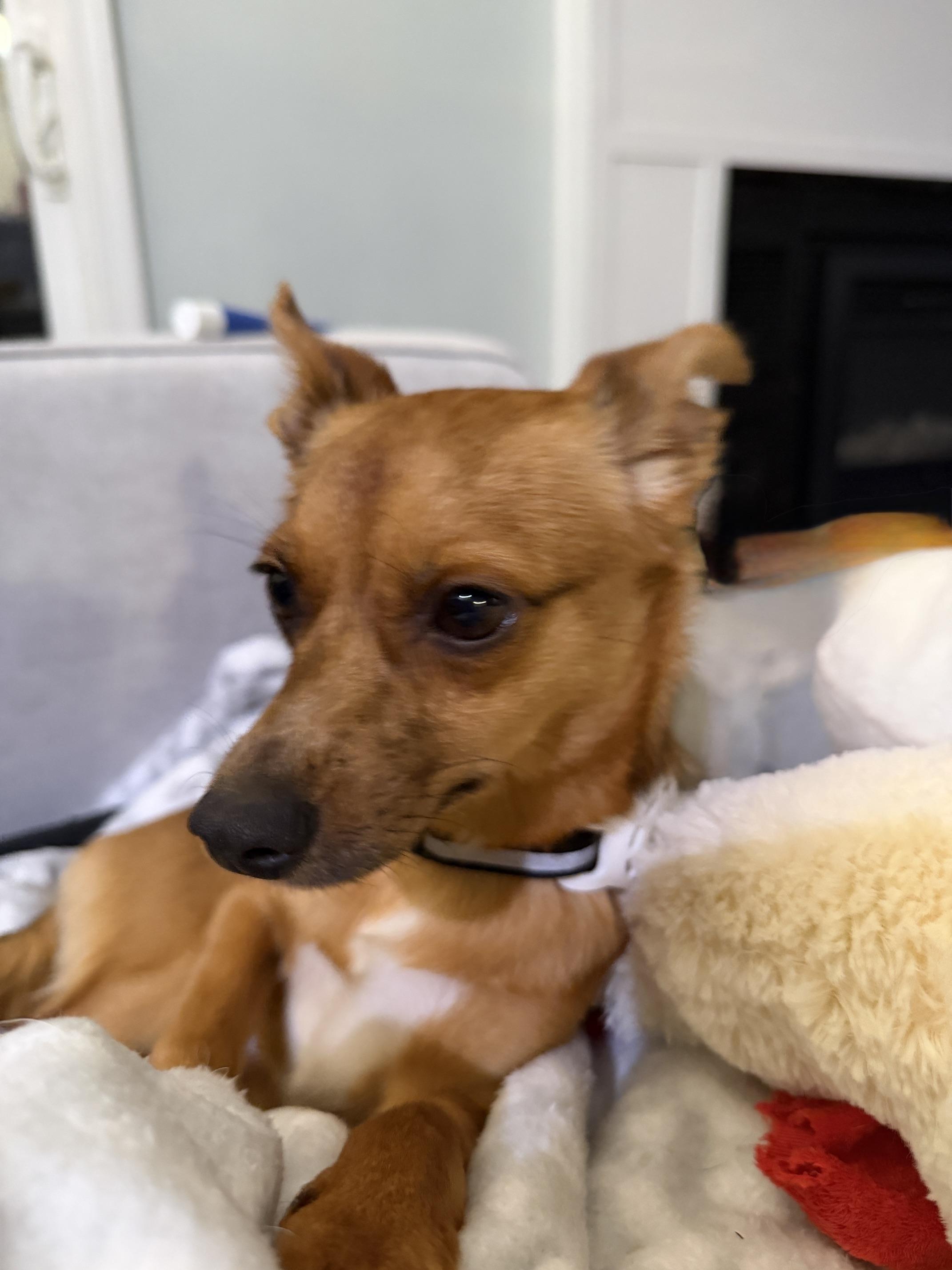 Enlarge Carlos, a ADOPTABLE mixed breed in Waxhaw, NC image 3/6