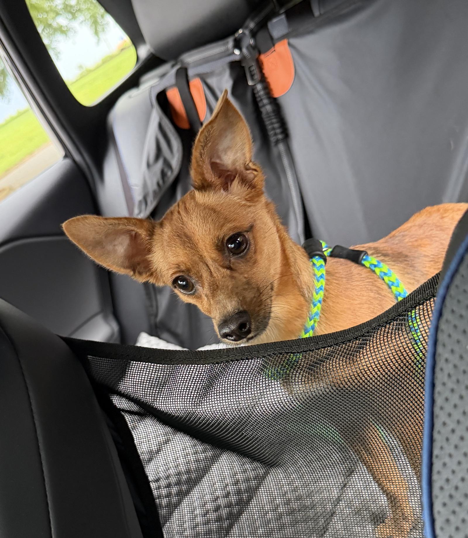 Carlos, ADOPTABLE, Adult Male Chihuahua.